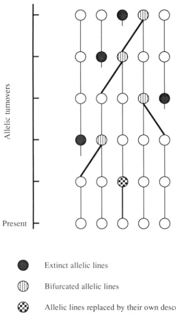 FIGURE 1 allele which  are  equivalent turnover,  one  of  five parental alleles is n is exponentially  distributed with the  mean of is not  specified  here, but the  waiting  time  for  each  allelic  turnover .-Allelic  genealogy