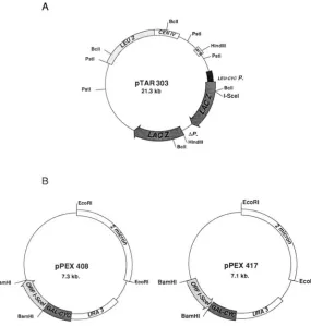 FIGURE 1.-Vectors used in these experiments. Target plasmid pTAR303 is a centromeric plasmid carrying the Scel recognition site is cloned, from a synthetic oligo- BclI a nucleotide,  at  the BclI site (the insertion restores the sequence