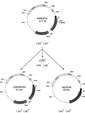 FIGURE be be easily distinguished by specific probe: the PstI fragment spanning the sequence is The different products can nuclease