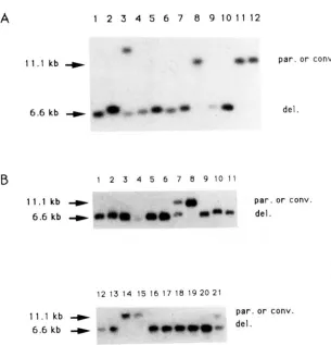 FIGURE 4.”Southern blot analysis clones derived from individual colonies in the in- clones isolated after experiment described in Table duction experiment described on  Table crossing over configuration and  del