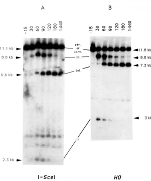 FIGURE 5.-Comparison of  1Scd- duced  events  after galactose induction. cells transformed with  pJF6 and pSE271::GALlO- cated in figure  3