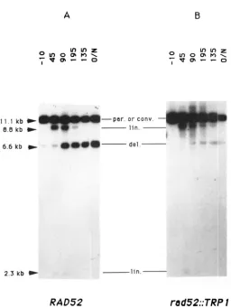 FIGURE 6.-Southern Scel and were extracted from strain indicated in Figure blot analysis of total DNA from wild-type rad52 double transformants during an induction