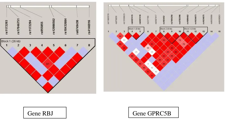 Figure 2.1 LD pattern of the two genes : Gene RBJ and Gene GPRC5B 