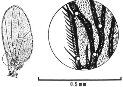 FIGURE 1 with D2 pair was .-Full wing and  enlargement, showing the target area four landmark points