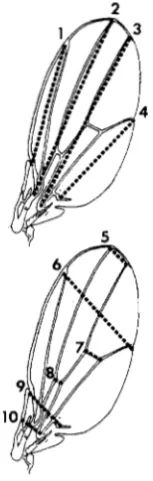 TABLE 2 Differences in length and width dimensions 