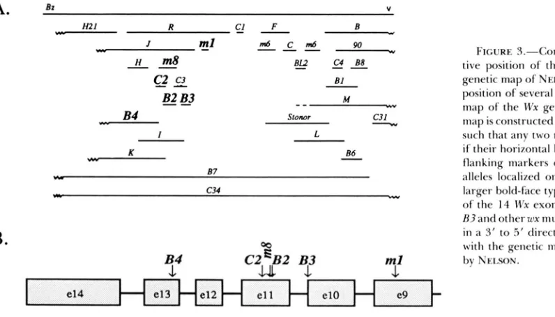 FIGURE 2.-The  position entation R3 site position (open boxes) and introns (connecting lines) is shown