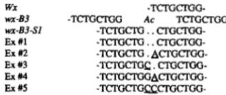 FIGURE 7,"Transposon footprints resulting from excision of  the wx-B3Ac #5 element. B3-SI is the germinal derivative whereas Ex #1- are somatic excisions