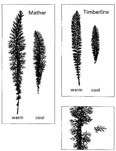 FIGURE 1.-(Left expanded leaf from a single genet of and in the cool bay (right). The longer leaf is approximately produced passing leaves through  an optical scanner