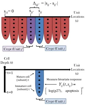 Figure 2.2: Depiction of the data structure from the motivating colon carcinogenesisapplication.