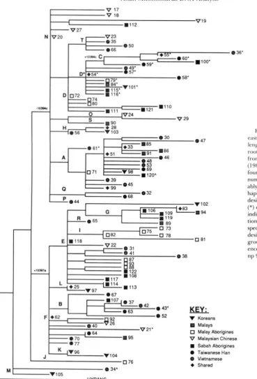 FIGURE 2.-Phylogeny  of e m  Asian m t D N A  haplotypes. The 