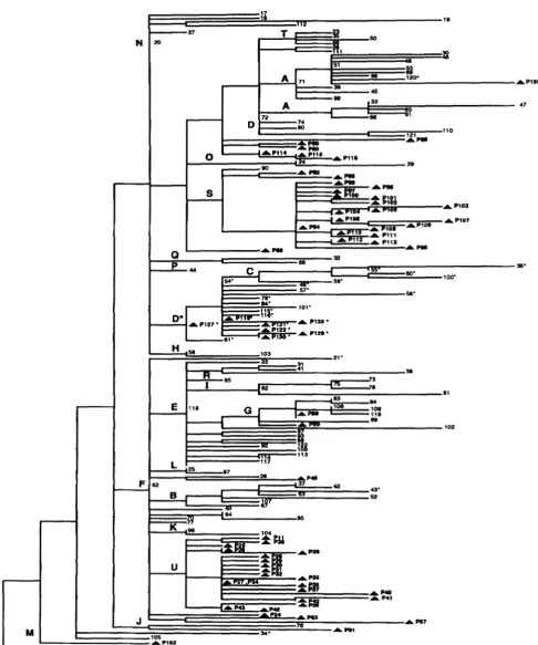 FIGURE 3.-A IntDNAs (types the numbering for phylogeny of Southeast Asian and Papua New Guinea (PNG) mtDNA haplotypes