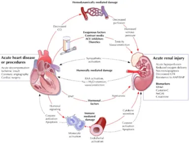 Figure 3: Pathophysiology of  Cardio-renal syndrome- Type 1 