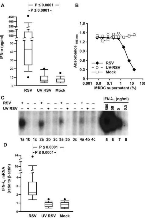 FIG. 6. RSV induces secretion of IFN-�in response to live RSV. (B) Supernatants from RSV-infected MDDCinhibit proliferation of BWLICR2 cells