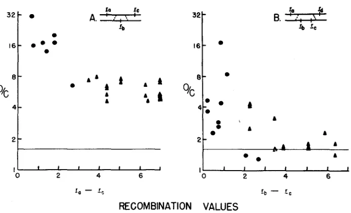 FIGURE 3.-Relationship of high negative interference circles represent values from intracistron crosses and the triangles from intercistron crosses