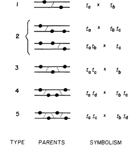 FIGURE 1.-Types linkage structures represent the recombination events which are required to produce the only parents