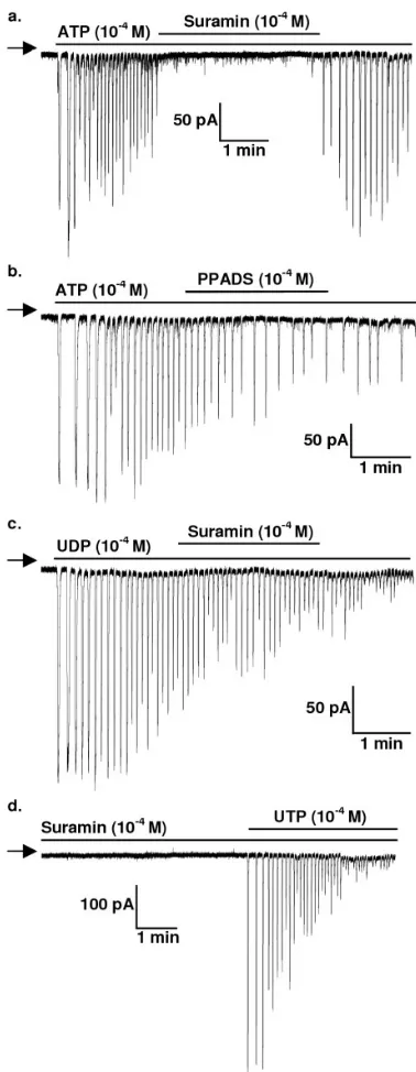 Figure 5amplitude and frequencyThe effects of P2 receptor antagonists on oscillating current The effects of P2 receptor antagonists on oscillating current amplitude and frequency