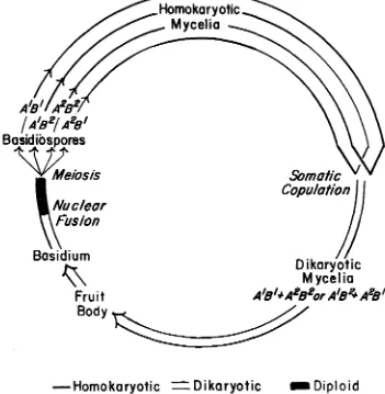 FIGURE 1.-Diagram of life cycle and pattern of sexuality as applied to a single stock of Schizophyllum, a typical tetrapolar Hymenomycete