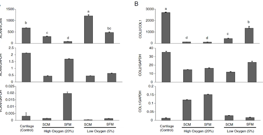 Figure 3.5. Quantitative gene expression analysis of chondrocytes pellets after 6 weeks 