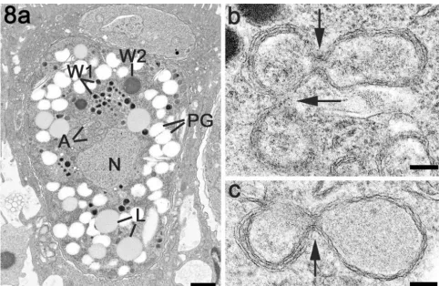 FIG. 8. (a) Mature macrogametocyte showing the centrally located nucleus (N) with adjacent apicoplasts (A)