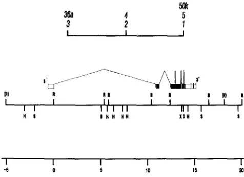 FIGURE 1.-Genetic and DNA map of the singed region. The and RNA blotting data. Noncoding sequences are open boxes and with respect to  the chromosome was determined from analysis  of protein coding regions are filled boxes