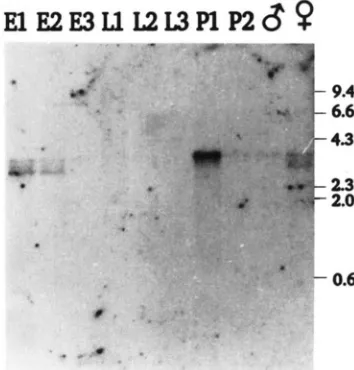 FIGURE 2.-Profile pupae; P2, late pupae; with sequences from the instar larvae; L2,  2nd instar larvae; L3, 3rd instar larvae; P1, early hybridization RNA samples from different stages of development were probed 4-hr embryos; E2, 4-8-hr embryos; E3, 0-24-h