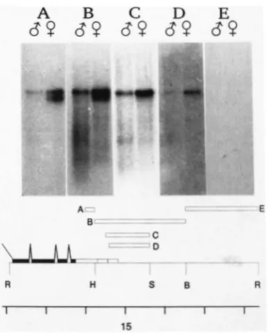 FIGURE 3.-Mapping the to 3' ends of singed transcripts.  Panels A E show  RNA blots of male  and  female RNA hybridized to the corresponding  strand  specific  probe  shown in the diagram below