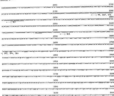 FIGURE 4."Sequence of the shown below the DNA sequence. Pupal cDNAs are prefixed P, embryoic cDNAs are prefixed polyadenylation signals near the sn the 0.0