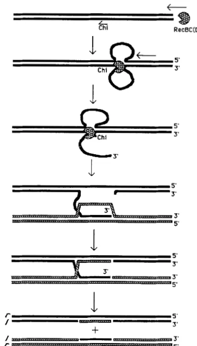 FIGURE 2.-A posed by SMITH 