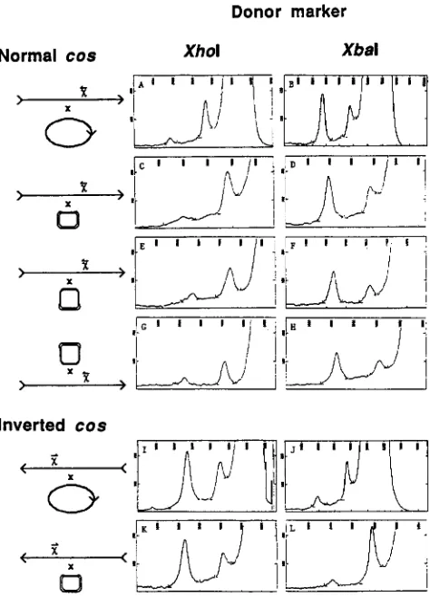 FIGURE 5.-Densitometric plex bands resolved in partially denaturing gels. The cross type for 