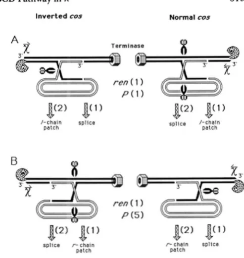 FIGURE 7.-Biased resolution model. Initiation of recombination and its exonuclease activity as  a consequence of passing Chi) is ends proposed to resolve Holliday junctions by cutting  the chain that is  assumed to independent  of RecBCD and occurs on  eit