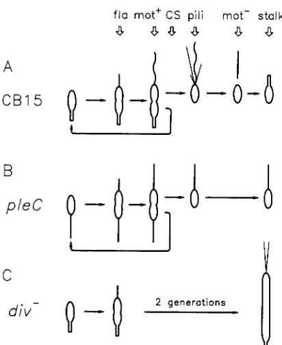 FIGURE 1 straight lines), they are mot-, bacteriophage &bK resistant and fail cell division to tion (CS),  pili formation (pili), formation