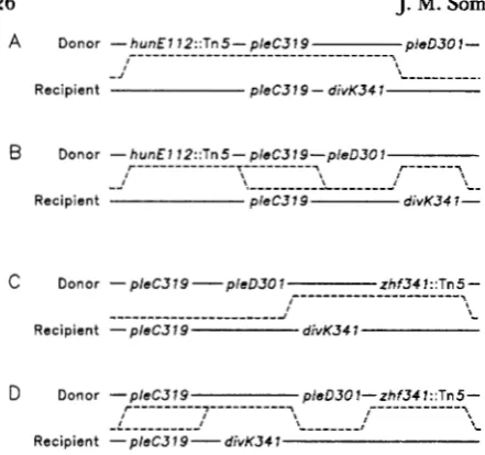 FIGURE 2.-Mapping curred between the were scored from each of these two crosses of was used  as PC53 18 found to be motile at in  which a Tn5 insertion in kanamycin resistant recombinants, depending on  the relative order tional lines indicate the crossove