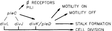 FIGURE - 5.-Working model for organization and function of cell division genes in the pleC/pleD-dependent pathway