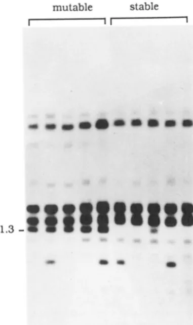 FIGURE 5.-L.ine;tge analysis to relationships among plants used in the of the antplification of the 'MuA2 element