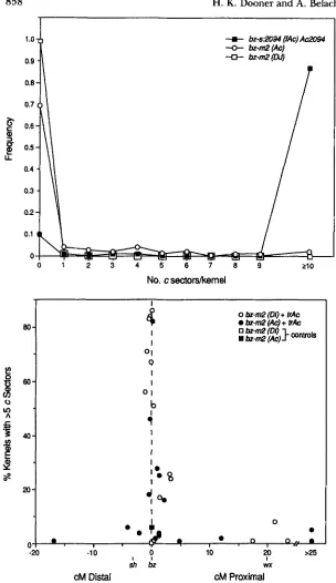 FIGURE 3.-Distribution of kernels with colorless and whereas bz-s:2094uAc)  Ac2094 carry  the elementsfAc m2(DI) carry single elements, sectors in  crosses  of C various transposable elements in c testers by stocks carrying 9s