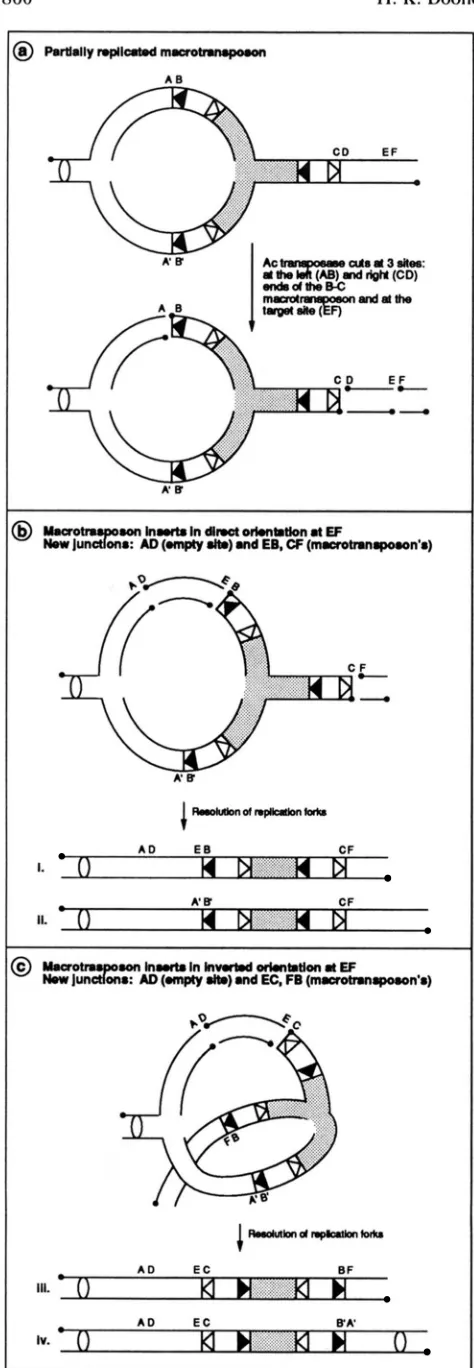 FIGURE 6.-Model position of a partially replicated macrotransposon (MTn). 