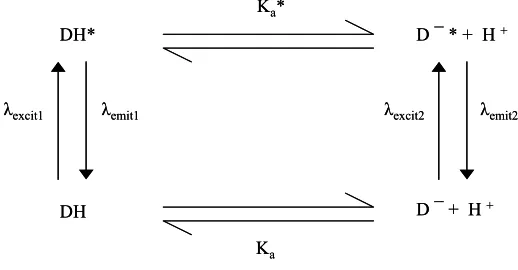 Figure 3.  Schematic illustration of the major processesthe protonated, DH, or deprotonated, Dconsequence over a wide range of pH the only luminescence that will be observed is due to Dexcited