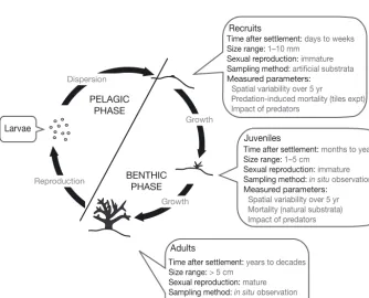 Fig. 1. Coral life cycle, showing the specificities of the 3 benthic stages—recruit, juvenile and adult—and the parameters measured in the present study