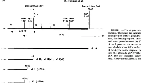 FIGURE ..-.*I map. pSA14SB are indicated below the ere, which  is about of of into  the coding region bars, the flanking regions