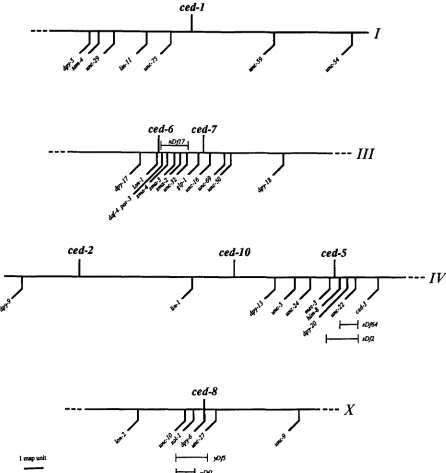FIGURE 3.-A of genetic map showing portions of linkage groups I ,  III, IV and X .  The positions of the ced genes involved in the engulfment cell corpses are based upon data presented in MATERIALS AND METHODS