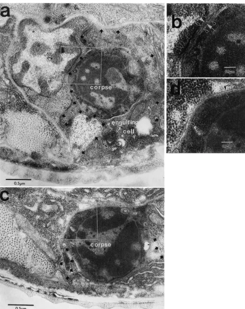 FIGURE 5.-Electron time of the 1982). micrographs of cell corpses in  wild-type and ced-10 animals
