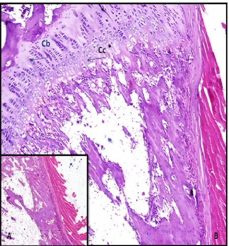 Figure 9. Revascularization at the osteotomy site. A photo-micrograph showing the cortical osteotomy site of bone two months after implantation of TiO2/Ti-plate (hematoxylin and eosin, ×10)
