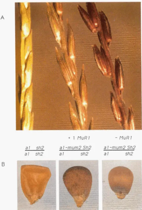 FIGURE 1.-Tassel  branch notypes and  absence small  red  clonal sectors cyanin color (the intensity ground