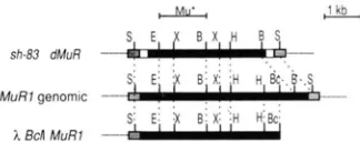 FIGURE 2.-Restriction map comparison of the element, most of MuRI. The location of the Mu-termini are indicated shl-AR? dMuR a genomic MuRI element, and the Bcll clone containing as a 