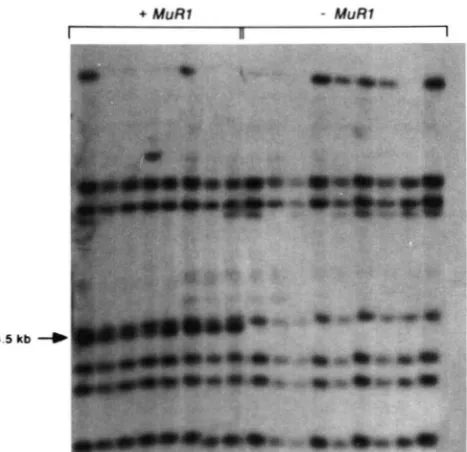 FIGURE 4.-Identification Table 2  for genetic analyses of these plants. The open arrow points a t  either two carrying one 0.8% (plants after duplicative transposition line) was digested with HindIII