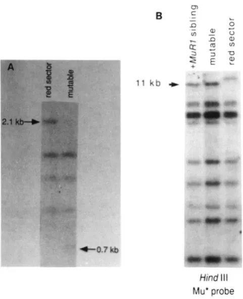 FIGURE 6.-Loss with the of MuRI activity in a somatic sector correlates loss of the 1 I-kb  MuRI  fragment