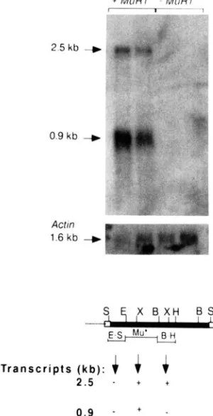 FIGURE 7.-ldentification ciated with Mutator activity. 
