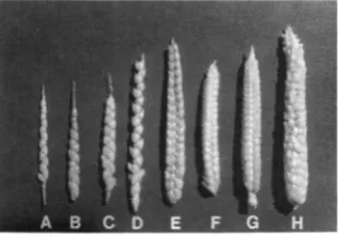 FIGURE four-ranked primary lateral inflorescence and a two- ranked secondary lateral inflorescence from the .same plant, dem- basal cupules, but present in the upper nine cupules; ranked; portion of inflorescence two-ranked, upper portion partially three- 