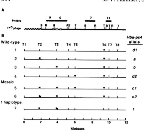 FIGURE sizes  listed  in Eco black bars, numbered  9, of genomic The seven surrounding  the by vertical lines; an asterisk indicates the absence of a TuqI site