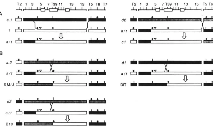FIGURE 6.-Hypothetical scenario for  the origin of mosaic haplotypes from known  wild-type and ps4"") (T2, T5-7) with vertical lines (presence) and asterisks (absence)